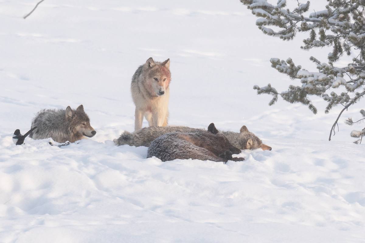 Wapiti Lake pack members rest after a meal. Image credit: Courtesy of Sarah Killingsworth