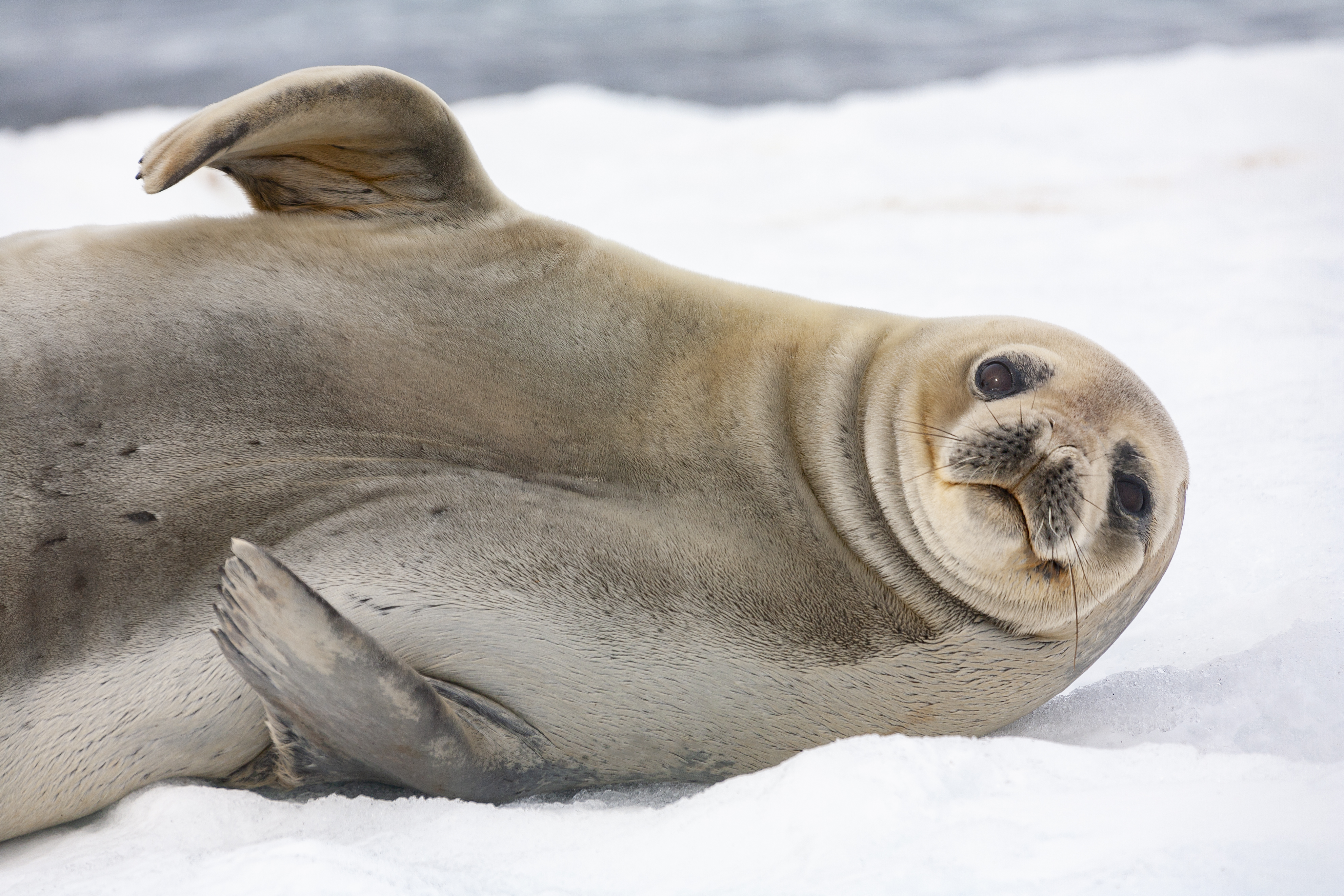 Female Antarctic fur seal on Half Moon Island in the South Shetland Islands, Antarctica. Image Credit: SteveAllenPhoto999, Envato.