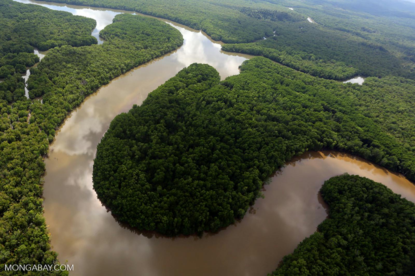 Borneo Lowland Rainforests
