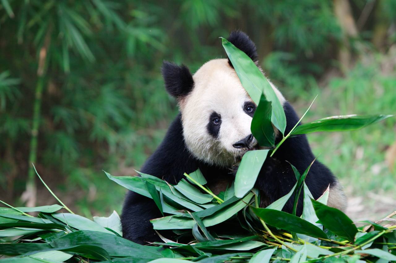 An old giant panda eating bamboo leaves. Photo ID 13352518 © Liumangtiger | Dreamstime.com