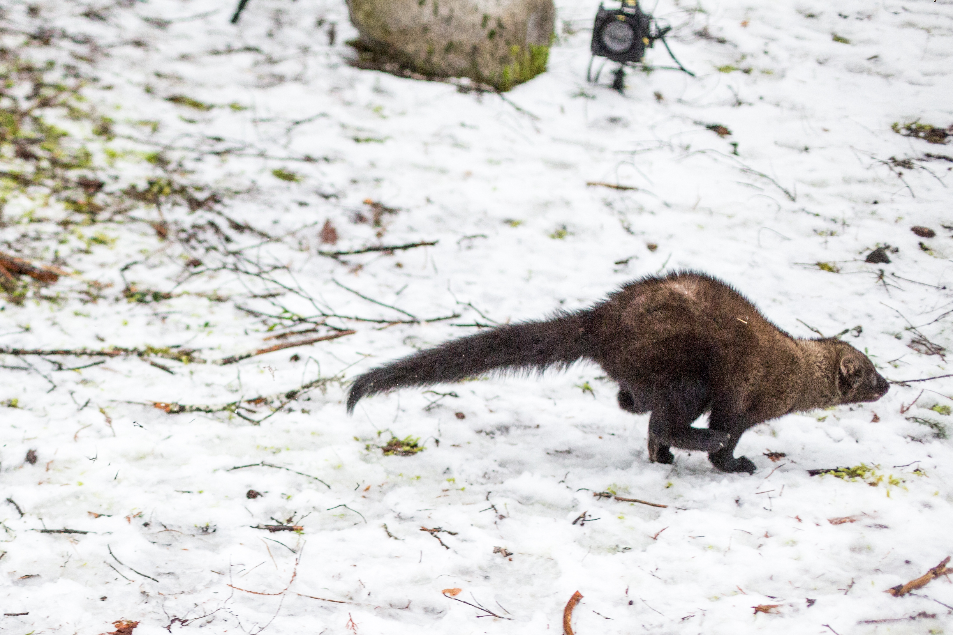 Pacific fisher - Pacific Forest Trust