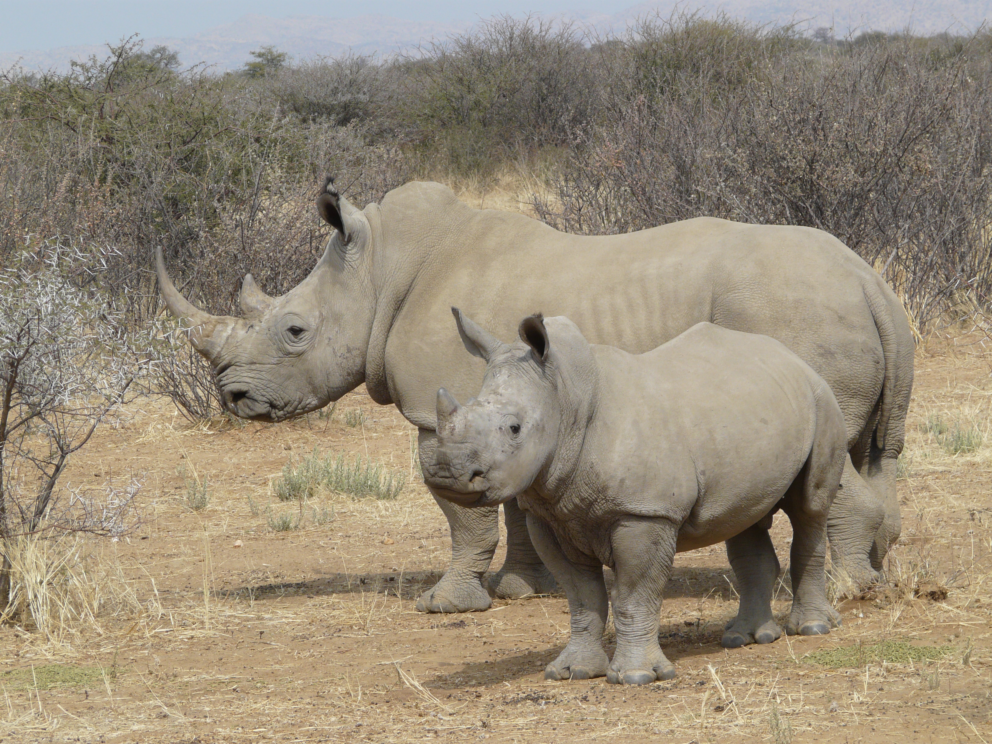 A southern white rhino mother with calf in Namibia. Image Credit: Zigomar, Wiki Commons.