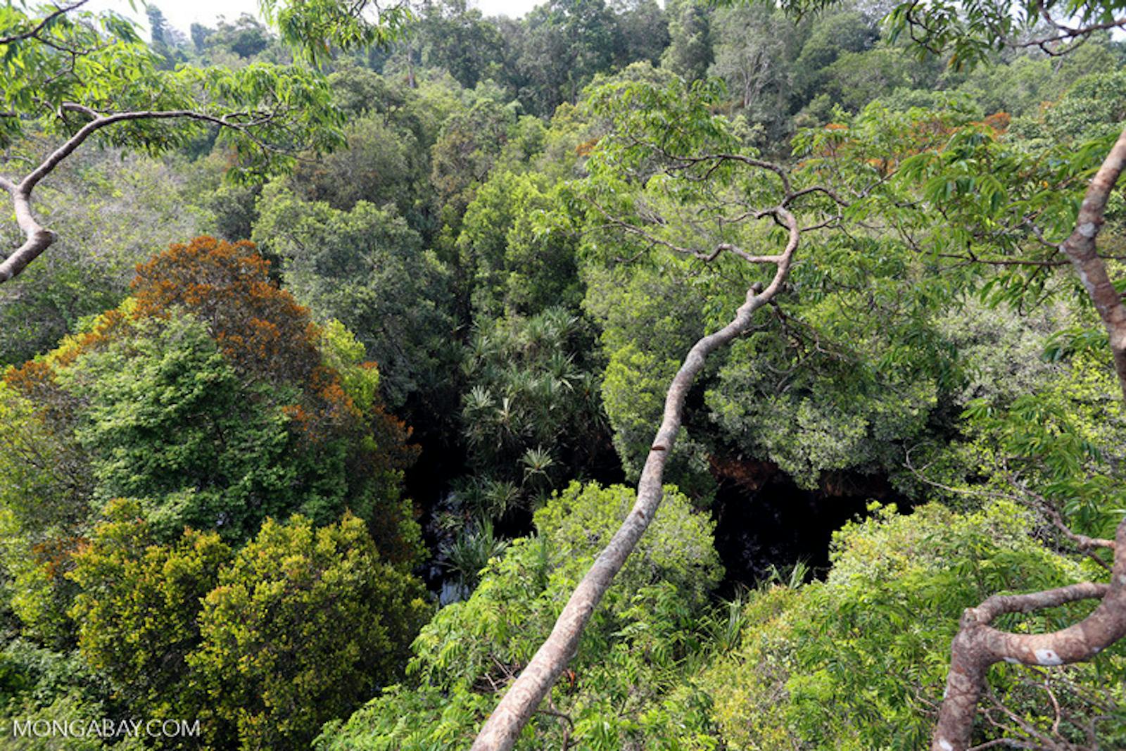Sumatran Lowland Rainforests