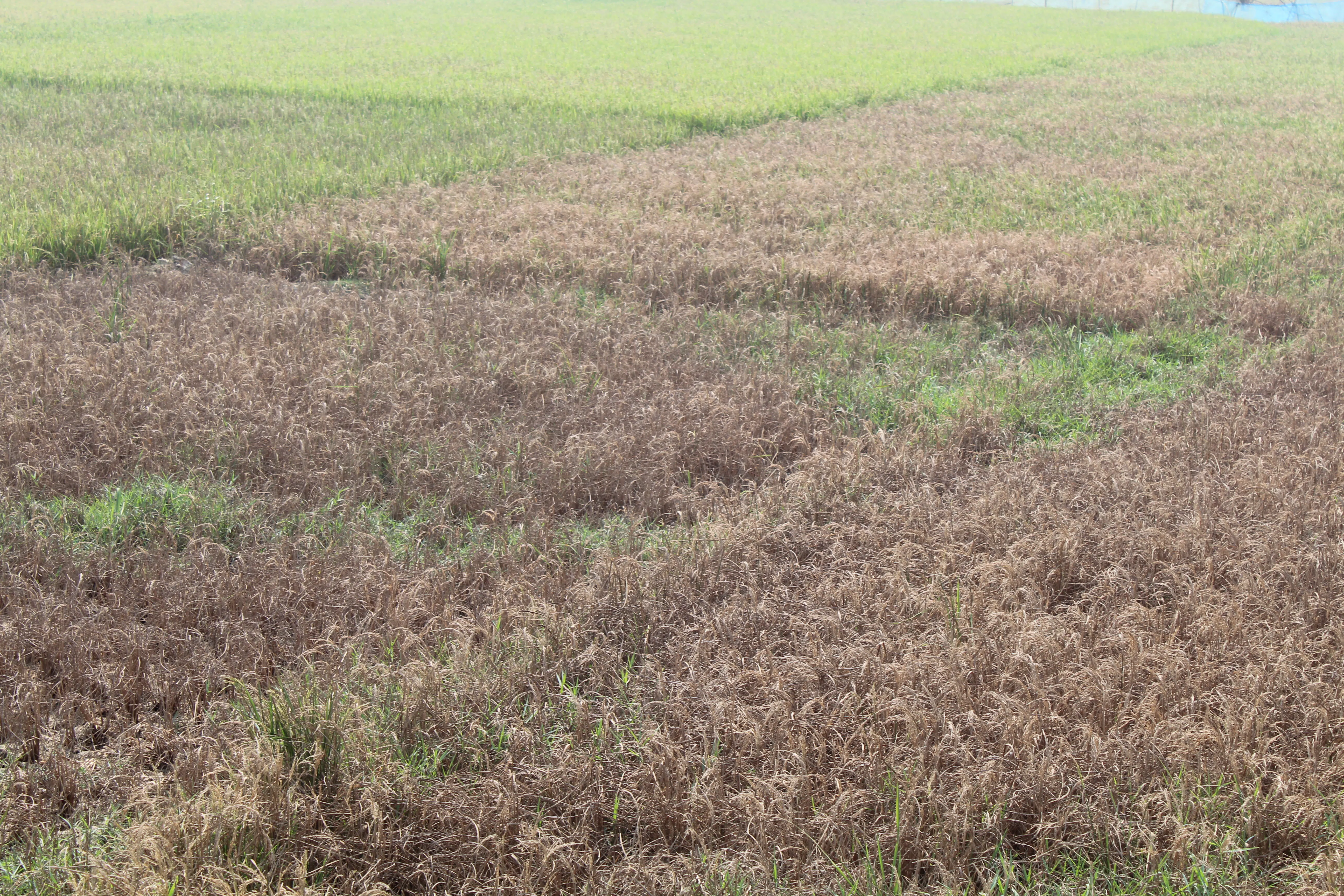 Green and dried patches across a coastal field reveal the uneven growing conditions that shape farmers’ choices from season to season. Image Credit: Syed Navid Anjum Hasan.