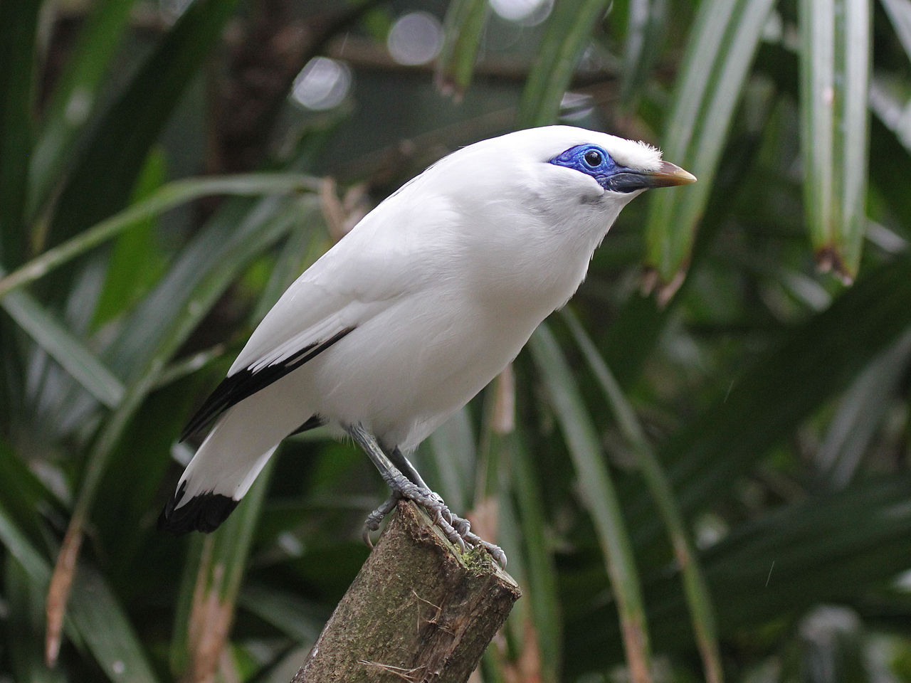 Tropical Rainforest, One of Earth's Large Biome - Taman Safari Bali