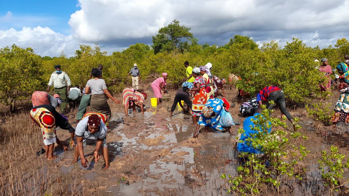 A Kenyan village replants essential mangrove forests