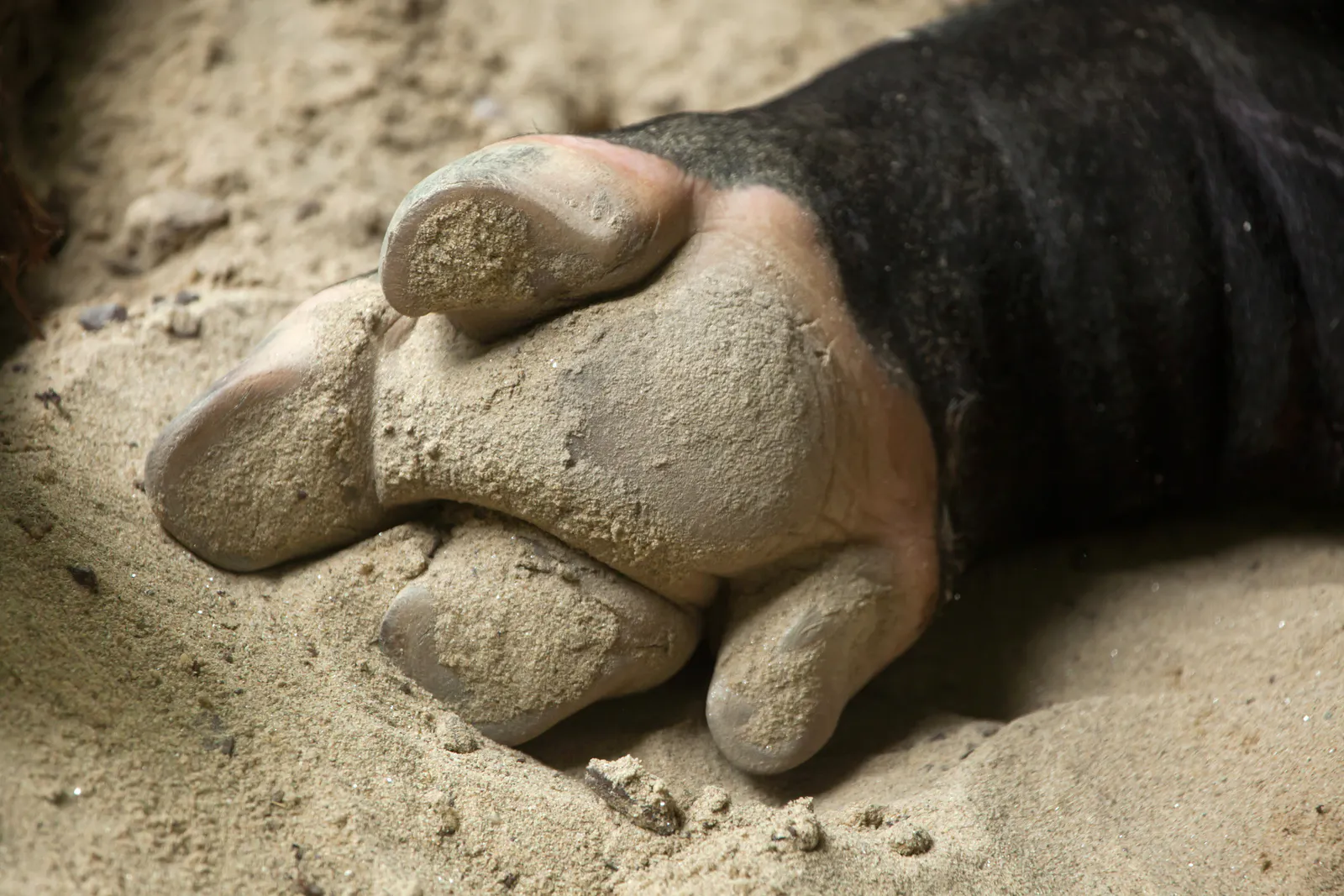 Malayan tapirs have four toes on each front foot, helping them move across muddy forest floors, riverbanks, and steep slopes. Image Credit: © Wrangel, Dreamstime. Malayan tapirs have four toes on each front foot, helping them move across muddy forest floors, riverbanks, and steep slopes. Image Credit: © Wrangel, Dreamstime.