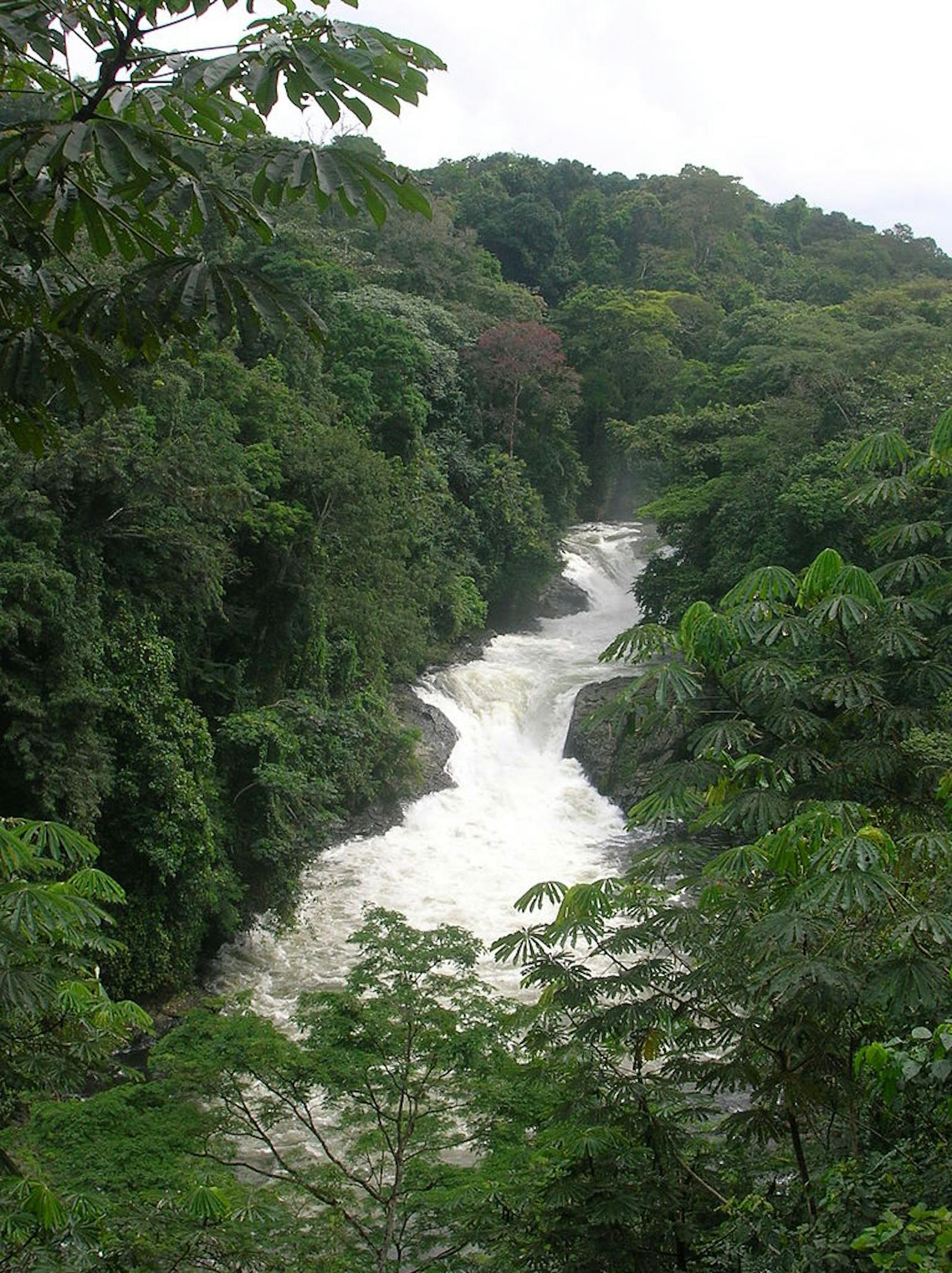 Cross-Sanaga-Bioko Coastal Forests