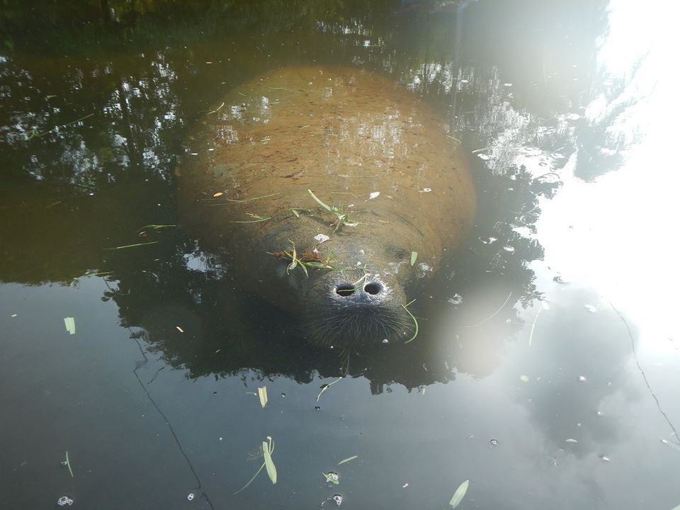 Empoderando la conservación del manatí liderada por la comunidad indígena en Quintana Roo, México