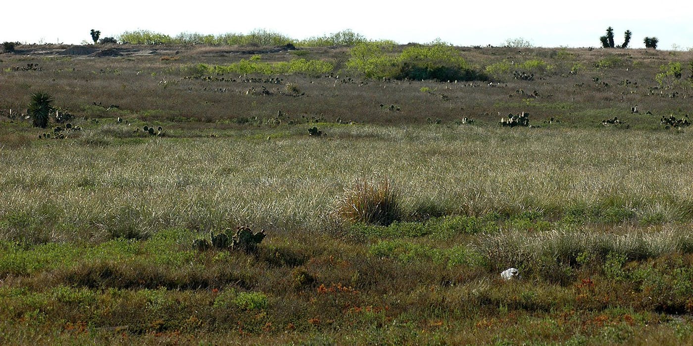 Western Gulf Coastal Grasslands (NA27)
