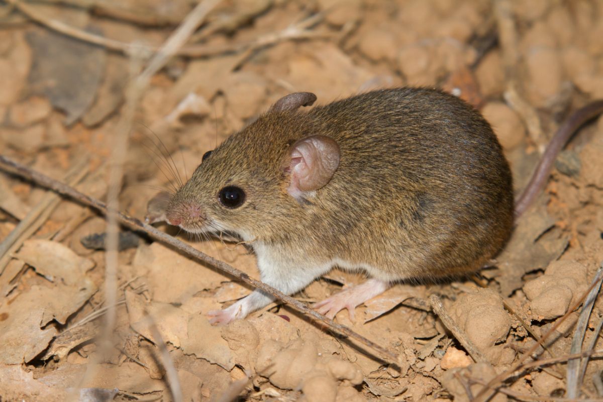 Hairy-tailed Bolo mouse. Image credit: Wagner Machado, Carlos Lemes, 2015