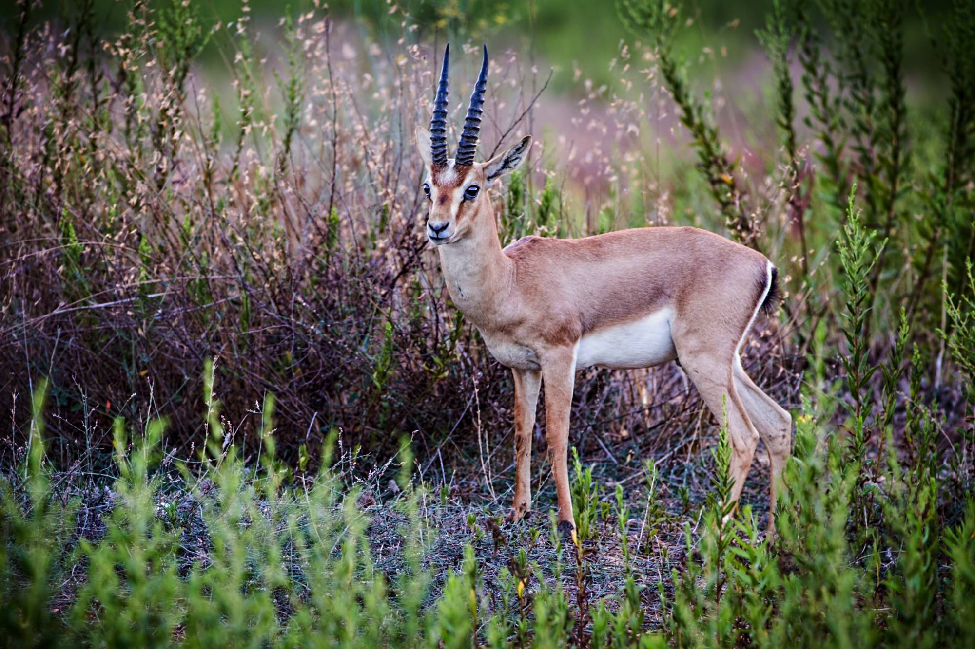 Dorcas Gazelle at gazelle valley, Jerusalem. Photo 88231172 © Michael Erenburg | Dreamstime.com