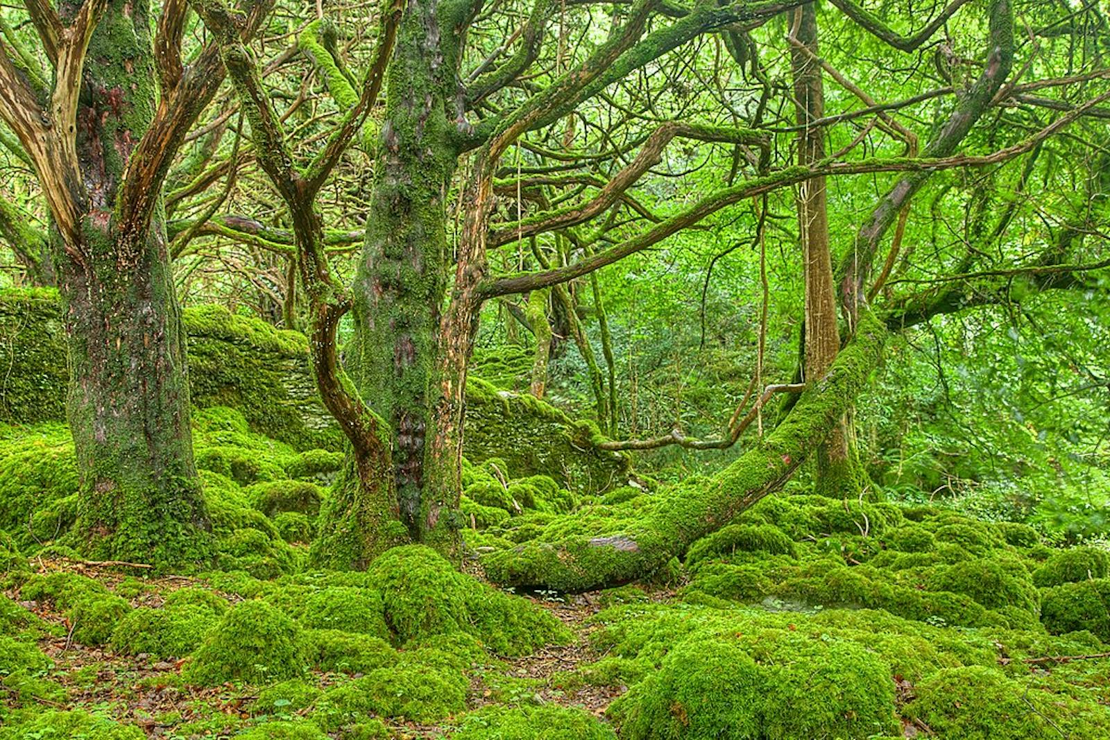 New Britain-New Ireland Lowland Rainforests