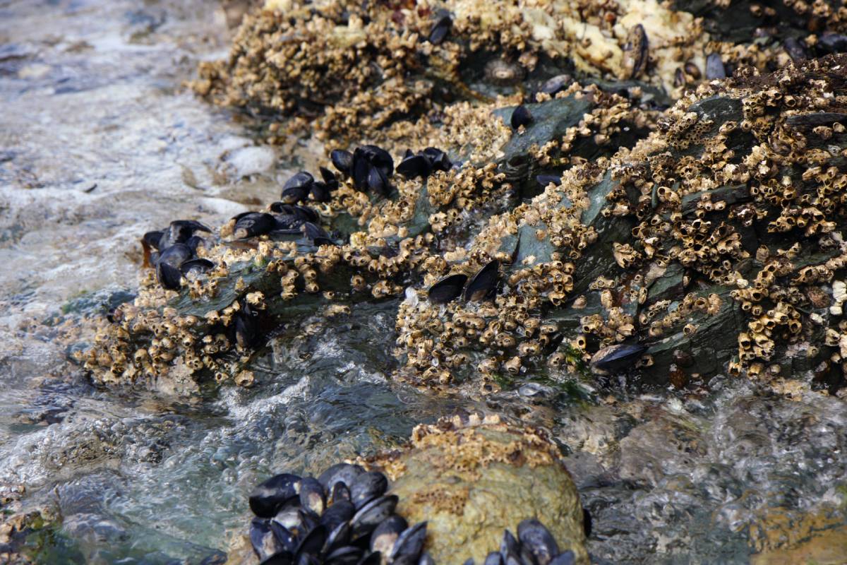 Live shells and oysters in the National park of Ushuaia in Argentina.