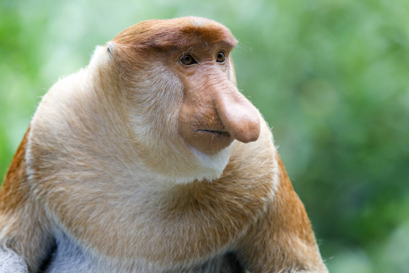 An endangered proboscis monkey in the mangrove, Kota Kinabalu, Malaysia. Image Credit: © Kjersti Joergensen | Dreamstime.com.