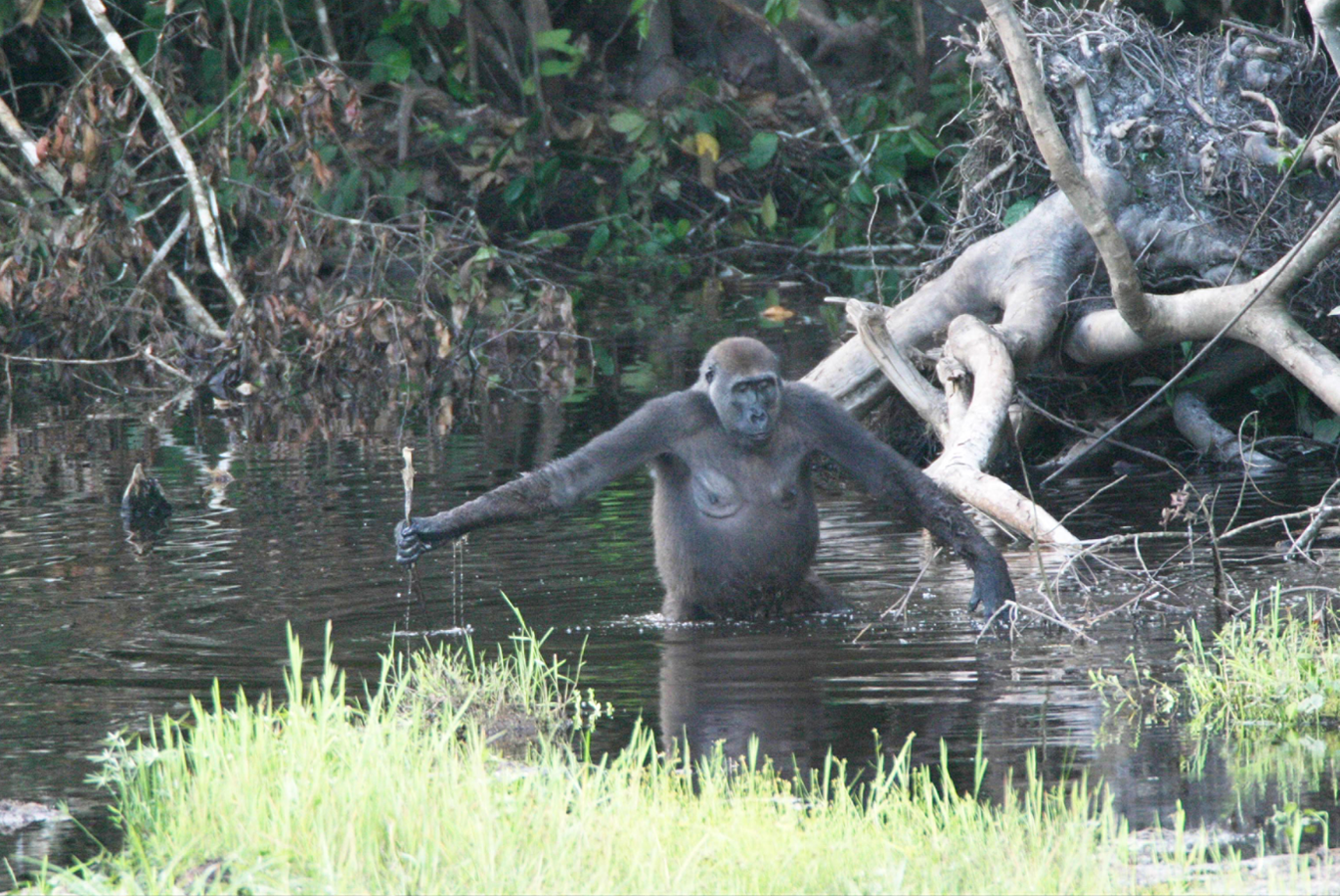 This adult female Western lowland gorilla in Nouabalé-Ndoki National Park, northern Congo, uses a branch as a walking stick to gauge the water's depth. Image credit: © 2005 Public Library of Science