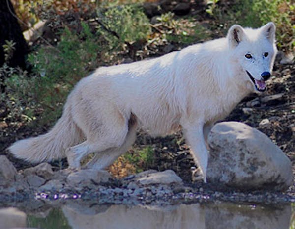 Tundra wolf: Guardian predator of the Arctic ecosystem