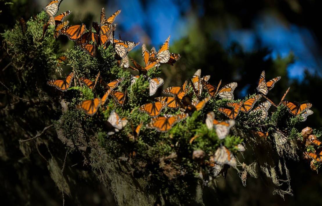 Monarch butterflies (Danaus plexippus) cluster together on pines trees during their migration to overwinter in Monarch Grove Sanctuary, Pacific Grove, CA. Photo | Shutterstock