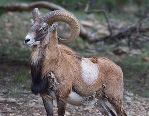 Gmelins mouflon