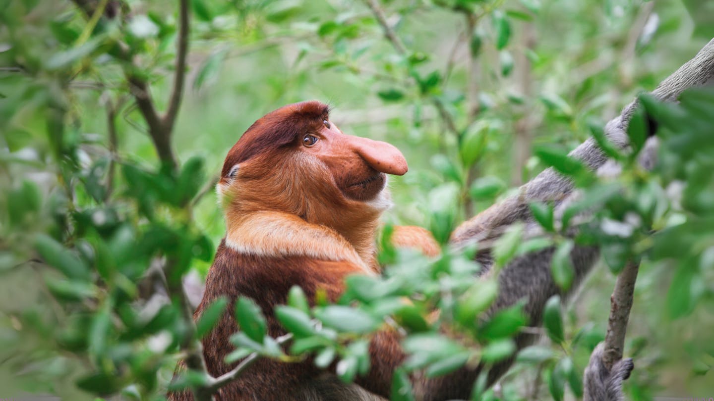 Why the Proboscis monkey has the largest nose of any primate