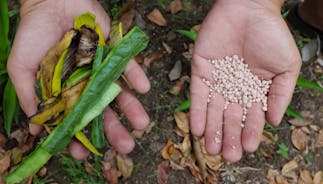 Commercial chemical fertilizer pellets and kitchen waste fertilizer. Organic vs inorganic gardening. Photo ID 290523981 © Sulit Photos | Dreamstime.com