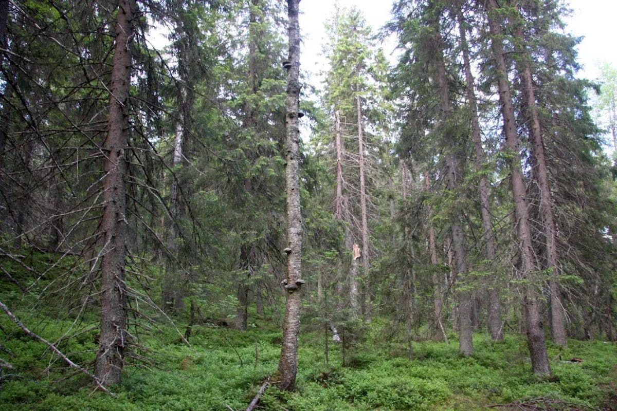 Protecting a Critical Climate Stabilization and Traditional Community Boreal Forest Area in Finland