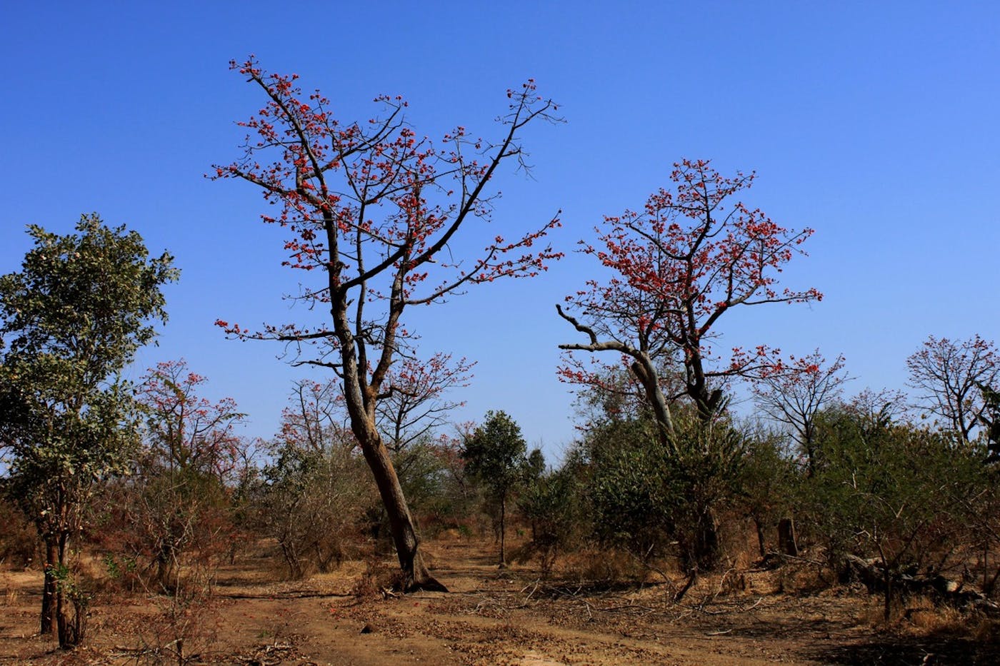 West Sudanian Savanna (AT20)