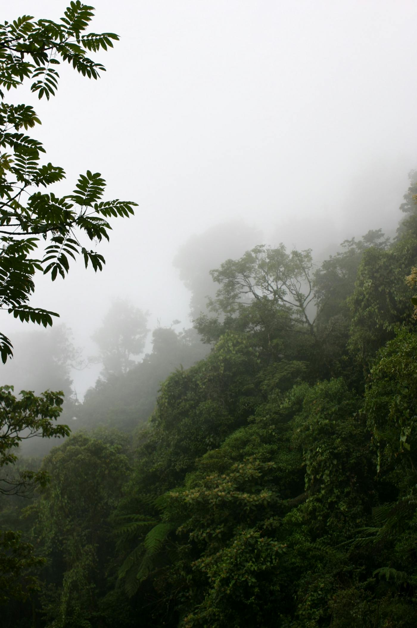 Mexican Dry & Coniferous Forests (NT28) | One Earth