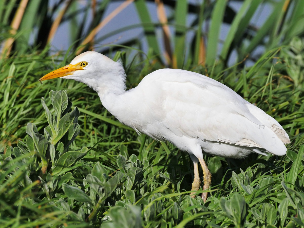 Cattle egret (Bubulcus ibis).