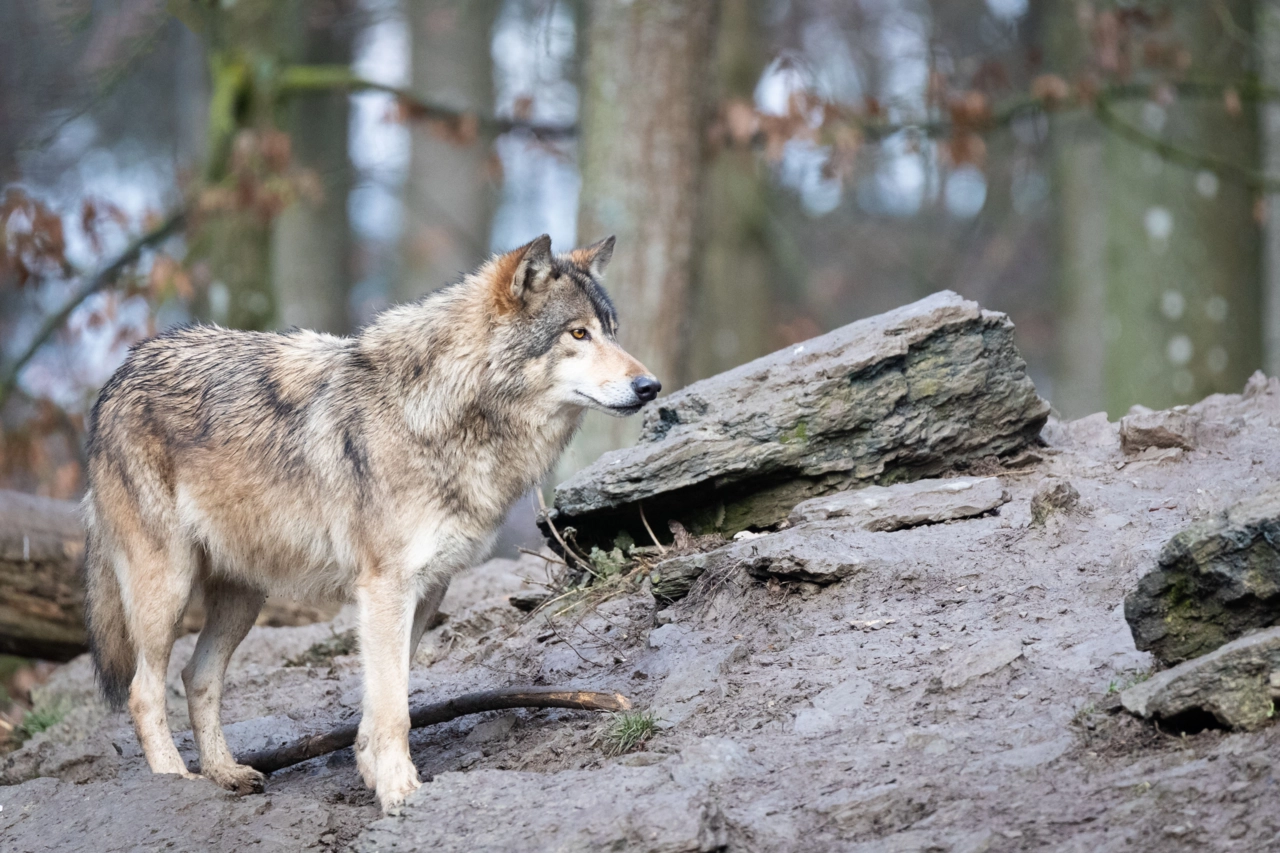 Eastern timber wolf (Canis lupus lycaon). Image credit: Cloudtail the Snow Leopard
