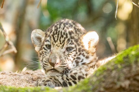 Protecting and Restoring the Last Native Forests of Gran Chaco in Argentina