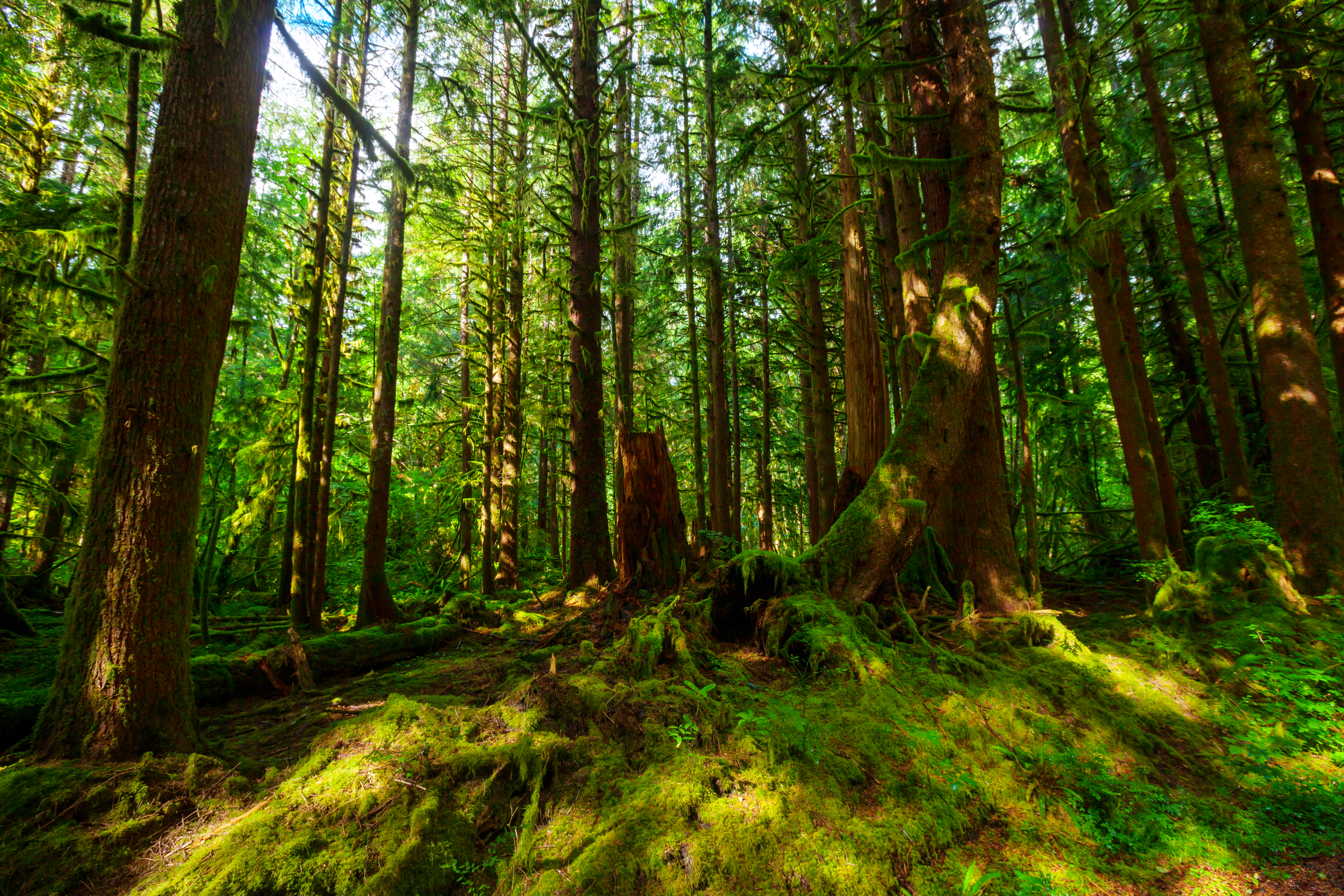 Mature and old-growth forests act as formidable carbon storage systems, sequestering carbon dioxide from the atmosphere and mitigating the impacts of climate change. Image Credit: Galyna Andrushko, Envato Elements.