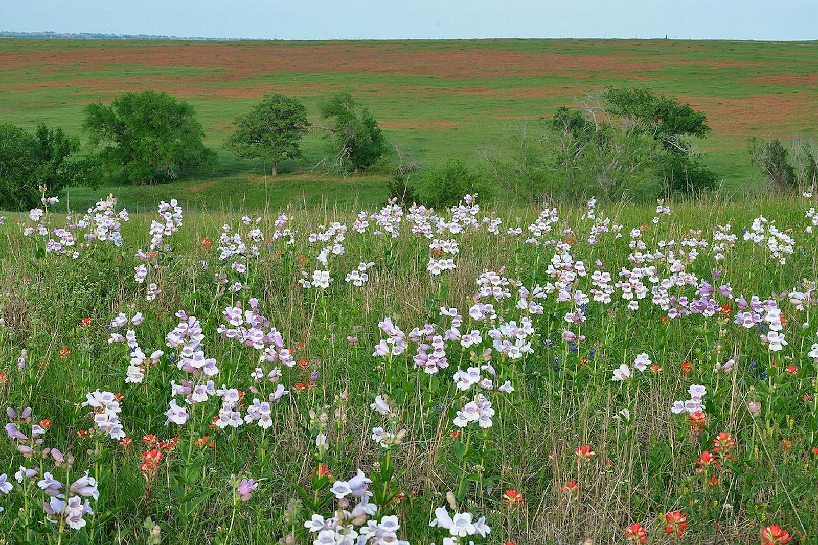 Texas Blackland Prairies