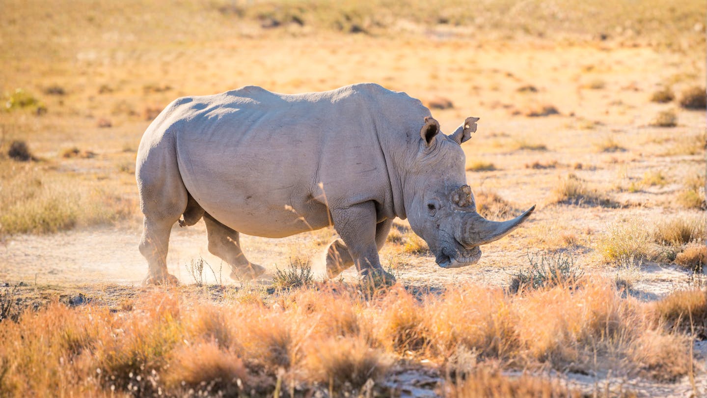 The southern white rhinoceros: The grassland giant that beat extinction