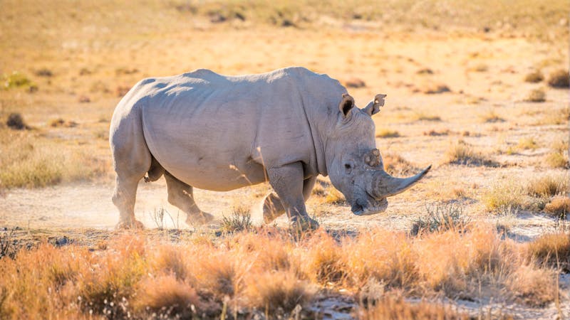 Southern white rhinoceros. Image Credit: THP Creative, Canva.