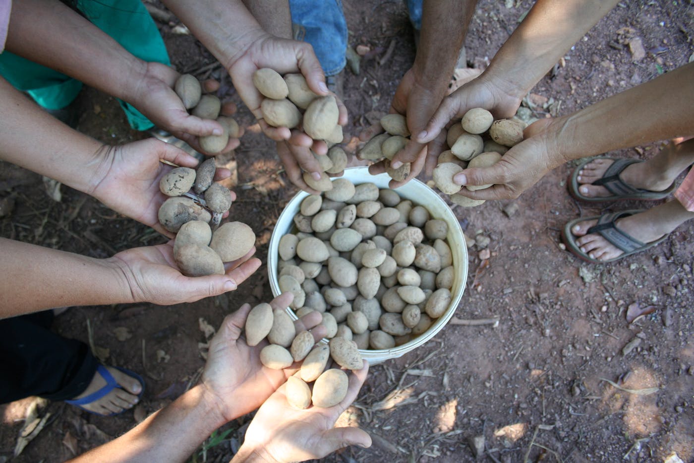 Creating Biodiversity Value Chains for 70 Forest Products to Conserve the Cerrado in Brazil