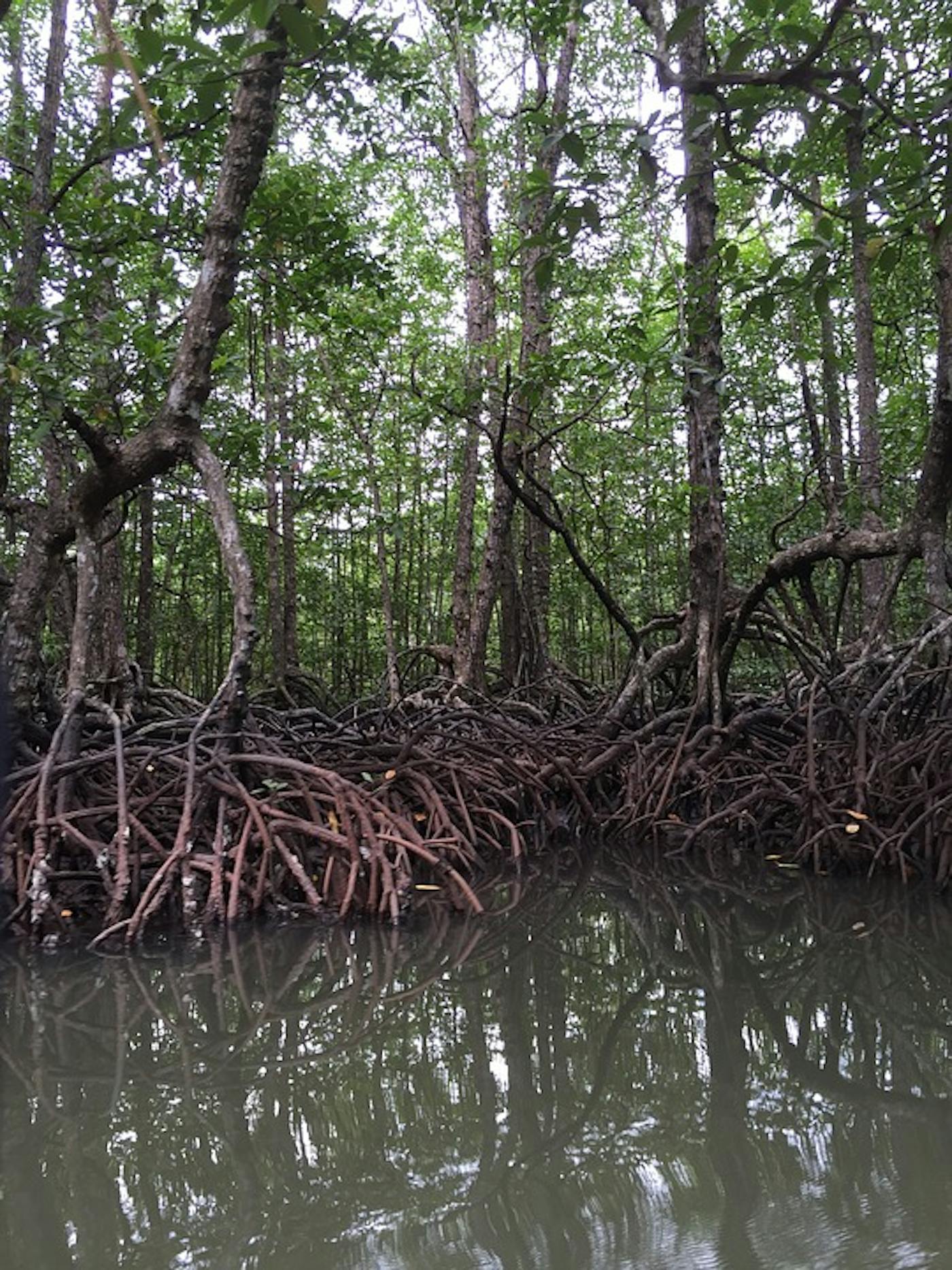 Peninsular Malaysian & Sumatran Tropical Rainforests (IM18)