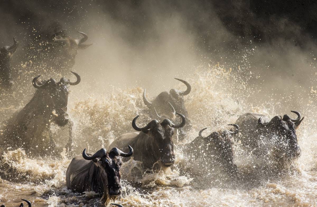 How the blue wildebeest restored the Serengeti ecosystem