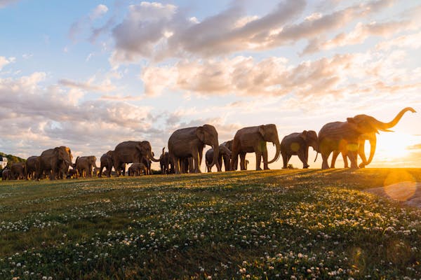 The Great Elephant Migration: A moving celebration of coexistence and conservation