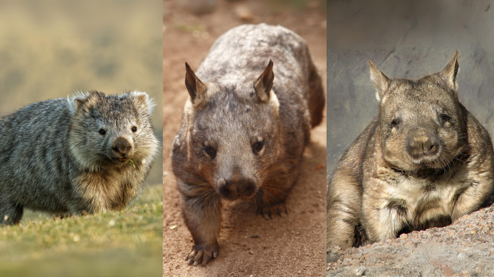 Common wombat (Vombatus ursinus). Image Credit: Getty Images via Canva Pro. Southern hairy-nosed wombat (Lasiorhinus latifrons). Image Credit: Craig RJD, Getty Images via Canva Pro. Northern hairy-nosed wombat (Lasiorhinus krefftii). Image Credit: Animalia.bio.