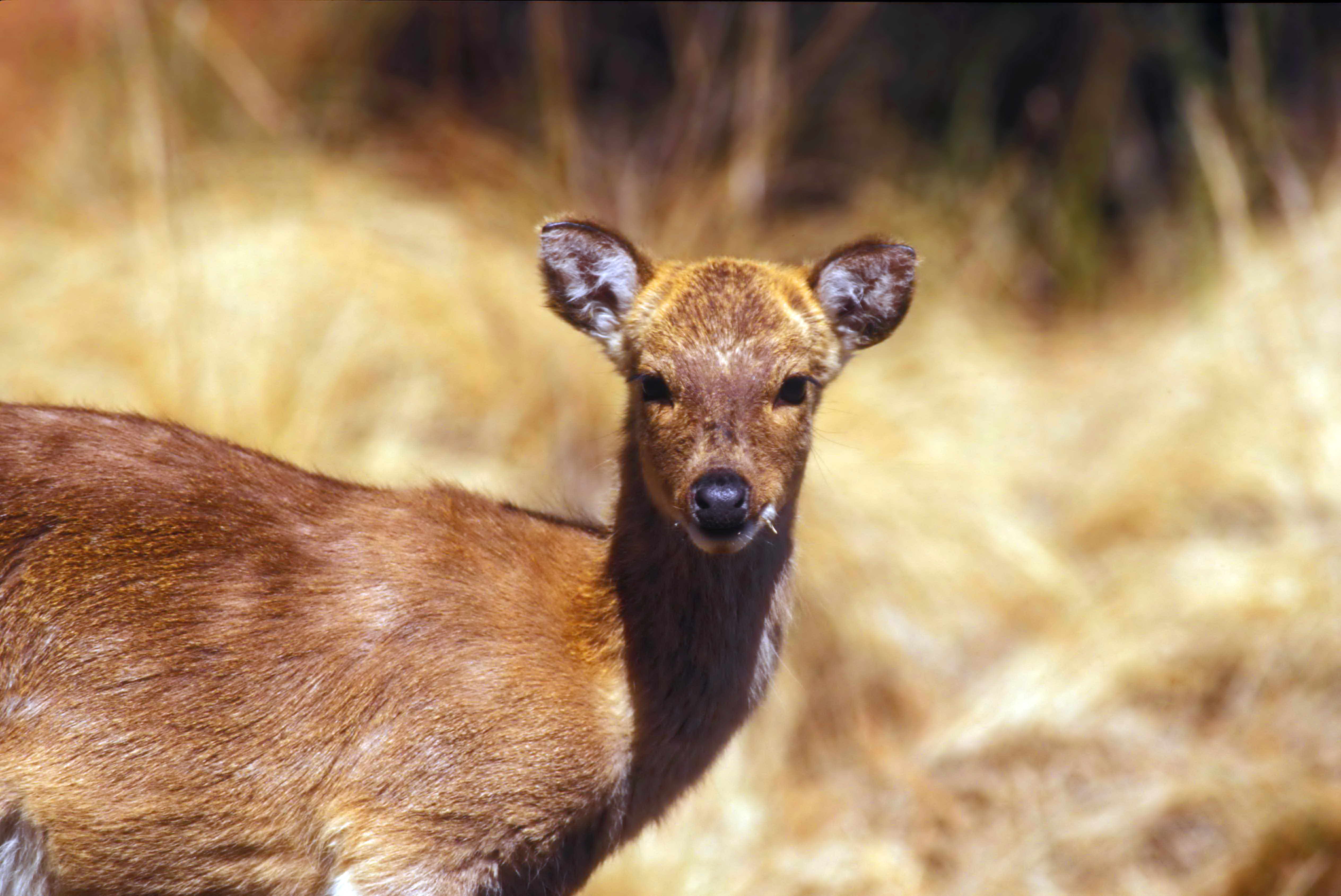 newborn chinese water deer