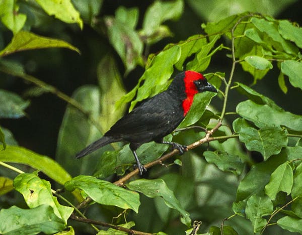 Brilliant red and black feathers, meet the African Ibadan malimbe