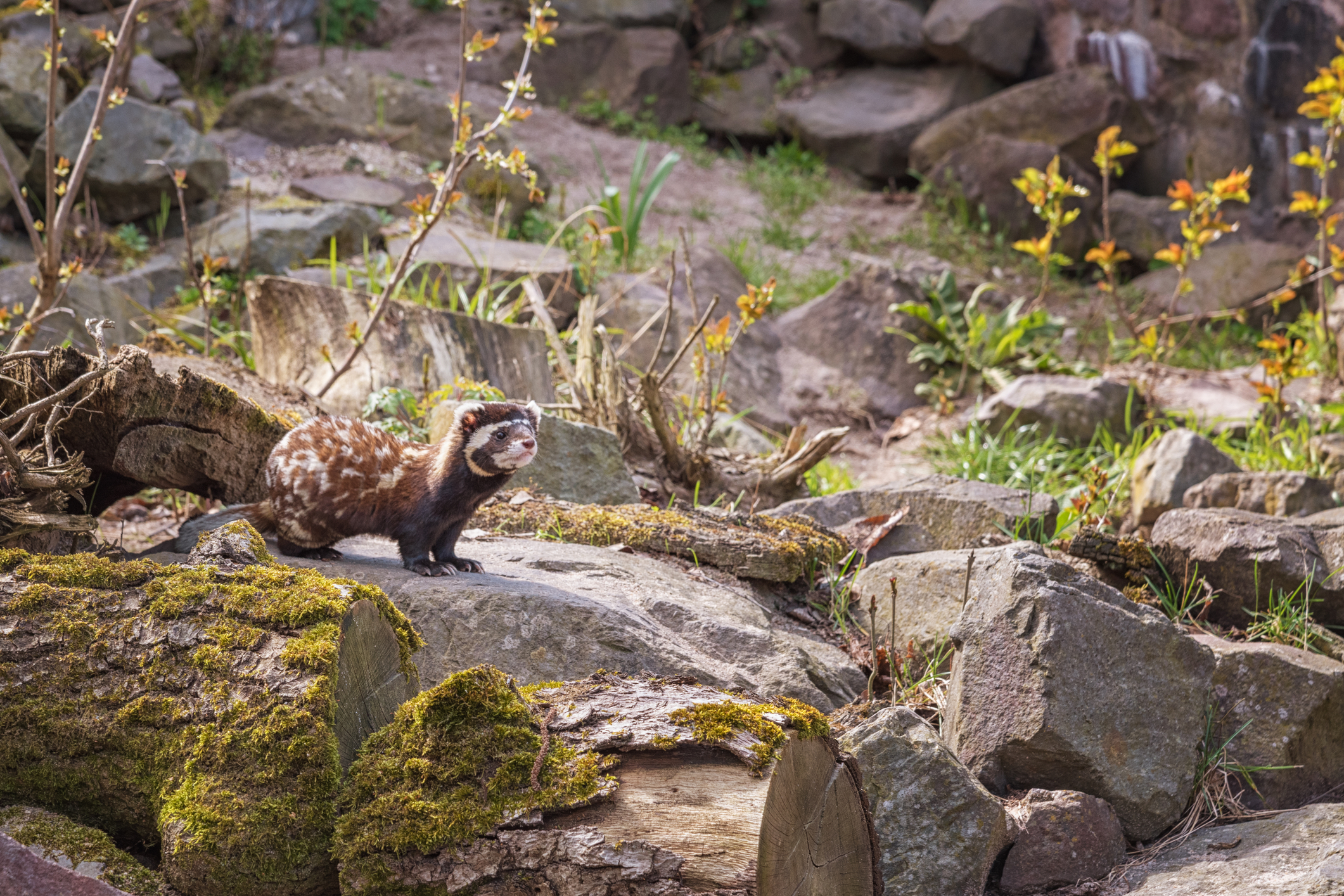 Marbled polecat. Image Credit: © Nataliavo, Dreamstime. Marbled polecat. Image Credit: © Nataliavo, Dreamstime.