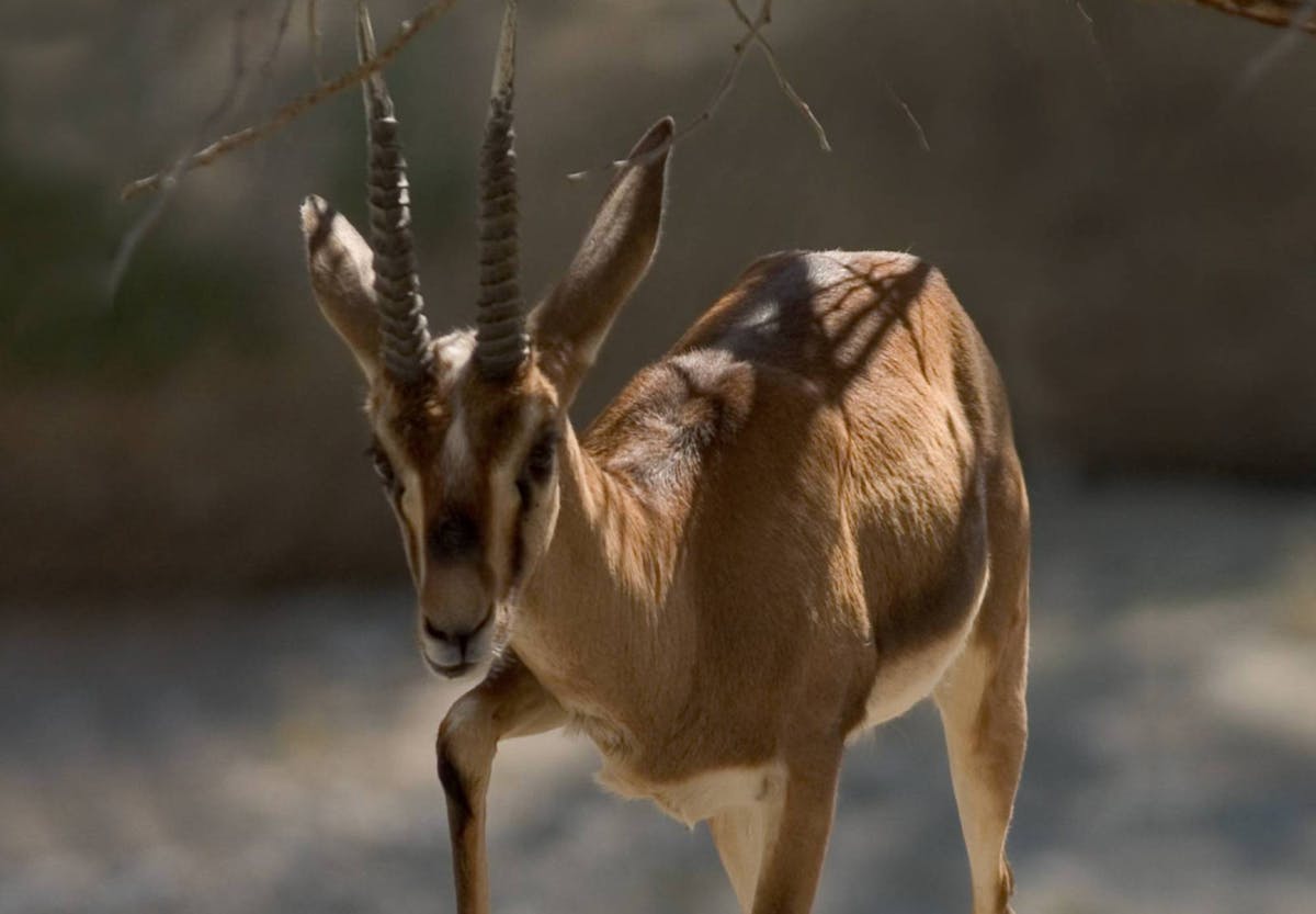 Life in the hot Mediterranean highlands with Cuvier’s gazelle