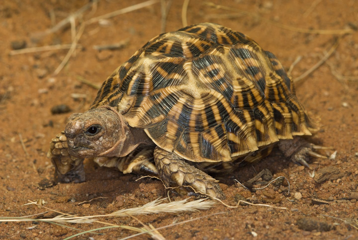 The remarkable patterns of the geometric tortoise defend against danger