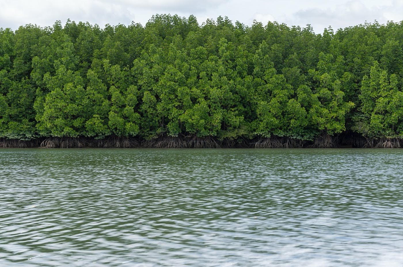 Irrawaddy & North Indochina Mixed Forests (IM11)