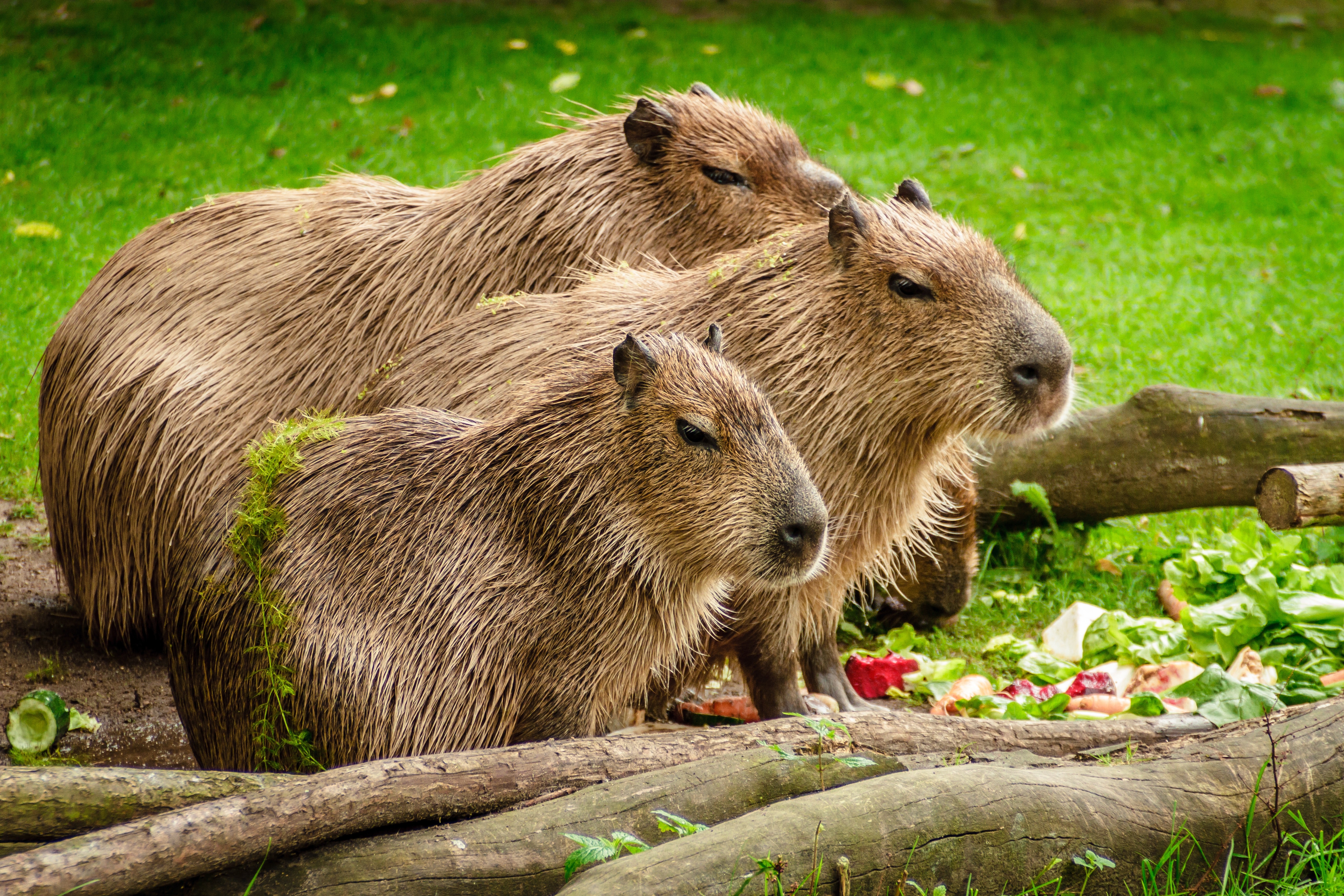 Capybaras: Friendly Giants of the Rodent Community - AZPetVet