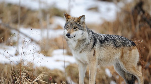Return of the ghost wolf: Saving the Mexican gray wolf