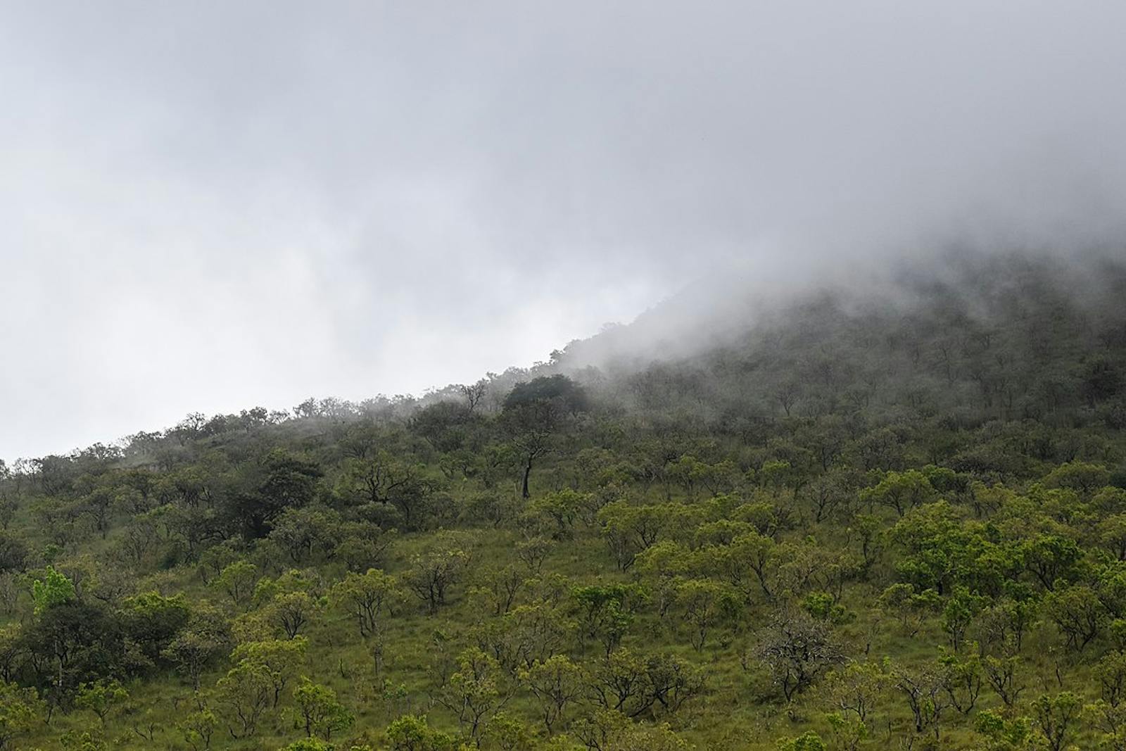 Guinean Montane Forests