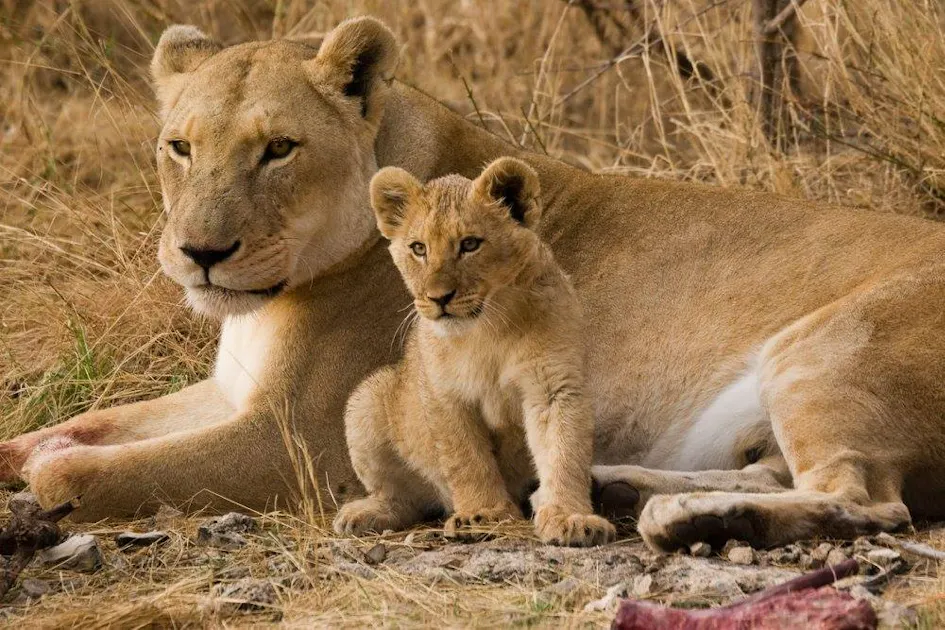Maternal Instinct In The Animal Kingdom One Earth Maternal Instinct In The Animal Kingdom One Earth